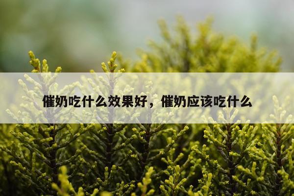 催奶吃什么效果好,催奶应该吃什么
