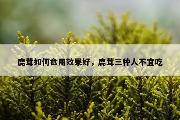 鹿茸如何食用效果好,鹿茸三种人不宜吃