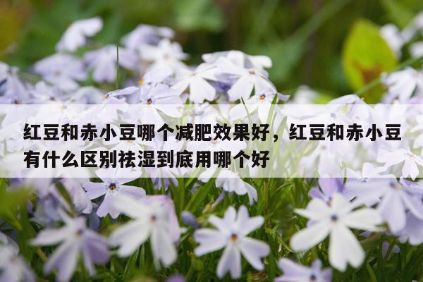 红豆和赤小豆哪个减肥效果好,红豆和赤小豆有什么区别祛湿到底用哪个好